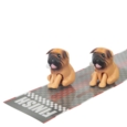 Clockwork Bottom Racing Pugs